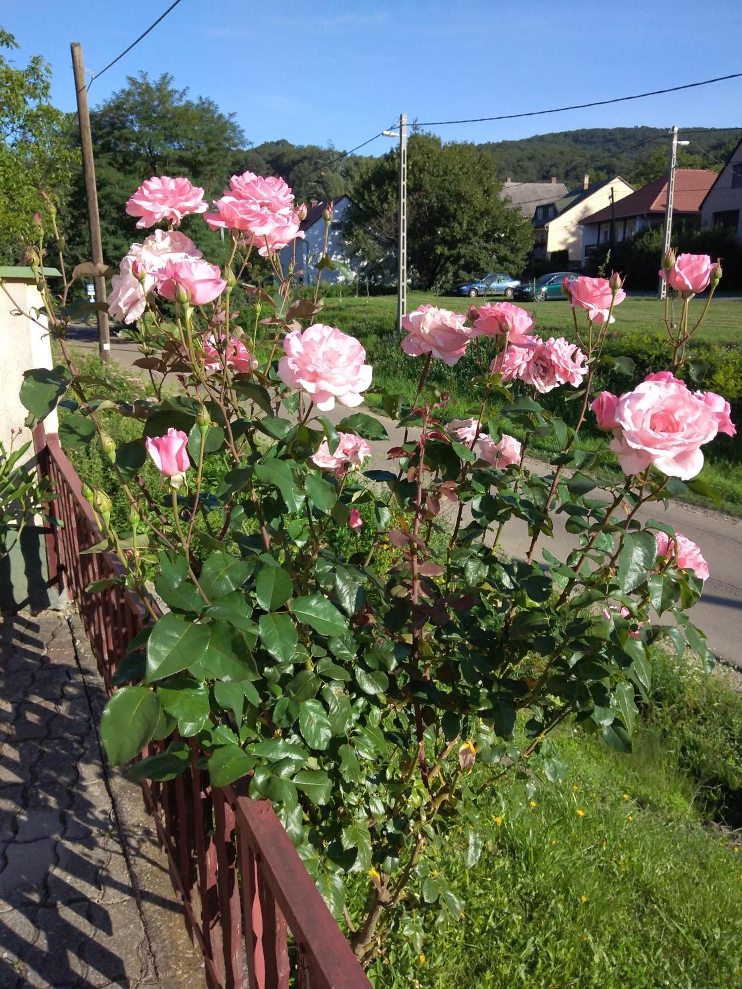 Buekk Vendeghaz Hotel Noszvaj Bagian luar foto